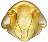 Head: !! display not done !! on Paraboloponina Ishihara, 1953: Parabolopona sp., face (INHS). (Observation).