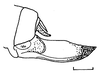 Rhomboptera honorabilis Brunner von Wattenwyl, 1895: Fig. 9. ovipositor (scale bar 5 mm). (Otu).
