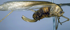 CollectionObject 1507307; 003bf091-9fd4-45dd-bbff-6d862f854339: female, lateral view (holotype of Anaulacomere maranona Scudder). (CollectionObject).
