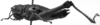 CollectionObject 1567249; NMW 20385, 55f92a37-eedc-4fd3-b9c2-94785b82faa2: Image Carbonell, C.S. female, lateral view (syntype). (CollectionObject).