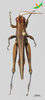 CollectionObject 2279595; 2f036fb3-639f-4f6b-a93b-645d8088e4da, Unioeste Cascavel K-1310: Male, dorsal view. (CollectionObject).