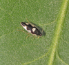 CollectionObject 1575686; c8cda6bc-38b5-42a4-884e-5880082b9fc4: Copyright David Rentz. (CollectionObject).
