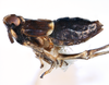 Habitus, lateral view: !! display not done !! on Pissonotus melanurus Van Duzee, 1917: (Observation).