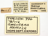 female, labels (holotype). Depicts CollectionObject 1477253; 09c6a3b7-6d3b-436d-a23a-fcb3ed005eac, a CollectionObject.