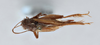 CollectionObject 2765705; 28b68905-c019-4c28-af95-d7f2a55acd68: Eunemobius carolinus carolinus. Dorsal view. (CollectionObject).