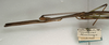 CollectionObject 1559554; NMW 1073, 14c40064-44d7-4214-b917-d1aed5d6421f: copyright NMW, Vienna. male: head and thorax, lateral view (holotype). (CollectionObject).