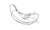 Paracrites pichis Rehn, 1942: Fig. 148. endophallus, lateral view. (Otu).