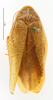 CollectionObject 1587188; MNHN(SF IMPORT DUPLICATE) MNHN-EP-EP1101, 64fba81f-3100-4199-a694-d7f919c01750: CC BY-NC-ND 4.0/MNHN - Depraetere Marion - 2014. Non type, female. Specimen number: MNHN-EP-EP1101. http://coldb.mnhn.fr/catalognumber/mnhn/ep/ep1101. (CollectionObject).