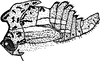 Nymph: !! display not done !! on Heliria gibberata Ball, 1925: (Observation).