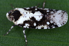 Live specimen on Catonia (Catonia) albidovariegata (Fowler, 1904): (Observation).