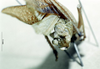CollectionObject 1566136; 3f24be63-800e-444b-af14-9035251fcd0e: male abdominal apex (syntype). (CollectionObject).