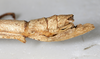 CollectionObject 1557860; a178da17-f9d0-493e-bf87-45c3bd0ed9de: copyright MNNG Geneva. female: end of abdomen, lateral view (syntype). (CollectionObject).