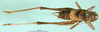 CollectionObject 1567302; 98e0f6ac-6f8b-4ff8-bb1a-2f6007785b5a: male, dorsal view (paratype of Pholidoptera brachynota). (CollectionObject).