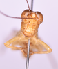 CollectionObject 1585730; 57cbb686-8635-4d2c-867e-6a3b1215706b: male, frons (no a type). (CollectionObject).