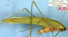 CollectionObject 1532111; 31c02bb1-19ae-4afa-9015-859f66c0e3ae: male, lateral view syntype). (CollectionObject).
