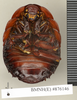 CollectionObject 1572888; f9c1344f-1682-4612-b3ef-f31cd934b5c4: Copyright Natural History Museum, London. Non-type (adult female) in BM(NH). Ventral view. (CollectionObject).