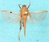 CollectionObject 1517892; 07de5cf5-f8ea-43c7-924b-d832e7520b12, NHMUK010924507: male, dorsal view (holotype). (CollectionObject).