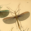 from Westwood, 1848. Trachythorax maculicollis female [type species]. Depicts Trachythorax Redtenbacher, 1908, an Otu.