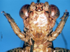 CollectionObject 1505304; 4ba5ef3e-cff3-47d0-bc1f-209e296f20a0: male frons (holotype). (CollectionObject).