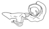 Eurybiacris luteoguttata Descamps, 1979: Fig. 133. endophallus, lateral view. (Otu).