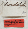 CollectionObject 1531173; UZIU Thunberg Collection nr 22216, e46f1b83-41b5-4235-8dcc-532036e38796: labels (holotype of Acrydium lunulatum). (CollectionObject).