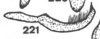 Stylus on Anisostylus fulgidus (Ball, 1937): (Observation).