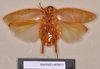 Pseudophoraspis nebulosa (Burmeister, 1838): Holotype, unsexed, ventral. BMNH(E)#878972. (Otu).