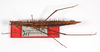 CollectionObject 1560290; 5e5d5267-cb7e-4862-a146-e301633140c8: copyright ZMB, Berlin. female (paratype). (CollectionObject).;CollectionObject 1560291; 87646c42-9267-43be-8965-edf15a749cc9: copyright ZMB, Berlin. female (paratype). (CollectionObject).;CollectionObject 1560292; 683d12e7-949b-4b50-9136-a19dccf017fc: copyright ZMB, Berlin. female (paratype). (CollectionObject).