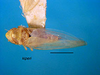 Habitus, dorsal view: !! display not done !! on Neoimbecilla kiperi (Beamer, 1929): Habitus (INHS collection). (Observation).