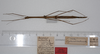 CollectionObject 1559067; bdb9903d-cc1b-4bc3-bf6c-14f9d7d64a57: copyright ZMUH, Hamburg. female, dorsal view of synonym Hyrtacus imitans (holotype). (CollectionObject).