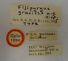 CollectionObject 1507512; 0815588d-f325-4ef1-a013-7e87d84f0b2f: holotype male labels. © Bernice P. Bishop Museum, Honolulu, photo Ricardo Mariño-Pérez, 2023. (CollectionObject).