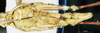 CollectionObject 1580221; 622635c1-c185-46a2-b0ca-d26e3e571c97: female, ventral view (paralectotype). (CollectionObject).