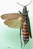CollectionObject 1501051; a30336fb-0e1f-42dd-8c50-5783df2ffdd6, MfN 1989: female, dorsal view (holotype of Petasia satanas). (CollectionObject).