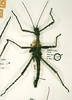 CollectionObject 1558881; 81764451-d81e-4b59-87e8-411a64e9c15f: copyright RMNH, Leiden. male of Phasma (Heteropteryx) muelleri (lectotype). (CollectionObject).