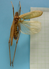 CollectionObject 1542807; 79d3c084-e725-4bd6-b109-bb32cf45d8cb: male dorsal view (holotype). (CollectionObject).