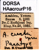 CollectionObject 1507250; e2114929-f22d-4924-89c9-a70fd6343d19: labels (paratype of Acrida curta). (CollectionObject).