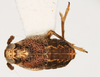 Habitus, dorsal view: !! display not done !! on Pissonotus tessellatus (Ball, 1926): (Observation).