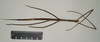 CollectionObject 1563754; 23259d23-2580-4540-a8c7-af5aabbce347: copyright MIZ. female, dorsal view (paralectotype). (CollectionObject).