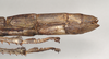 CollectionObject 1563489; NHMUK(SF IMPORT DUPLICATE) 845018, b77f256c-c908-4a52-b61b-a77a1be829c6: copyright natural History Museum, London. female: end of abdomen, lateral view (holotype). (CollectionObject).