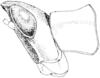 Fig. 233. female, head and pronotum, lateral view. Depicts Morsea tamalpaisensis Rehn & Hebard, 1909, an Otu.