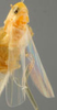 Habitus, dorsal view: !! display not done !! on Asianidia asiatica (Kusnezov, 1932): Habitus. (Observation).
