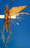 CollectionObject 1500479; 28eb1944-fbac-4585-95cf-3d9960f9e403: male, dorsal view (holotype). (CollectionObject).