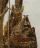 CollectionObject 1536001; 0b02ec51-0a52-4db5-a02d-31074121452f: male cerci (paratype). (CollectionObject).