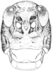 Phrynotettix robustus manicola Rehn & Grant, 1959: Fig. 333. female, head, facial view. (Otu).