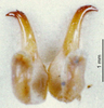 CollectionObject 1505220; e48cec96-838a-4408-a34f-9f62eb5cdfaf: male titillators (paratype). (CollectionObject).