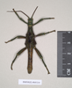 CollectionObject 1562201; 87c619d7-1409-4705-af76-184c723c119a, NHMUK(SF IMPORT DUPLICATE) 845219: copyright Natural History Museum, London. male of Eurycantha olivacea (holotype). (CollectionObject).