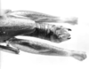 CollectionObject 1524904; 6114750a-6acc-41ef-8e05-5af017e737e2: male abdomen end, dorsal view (holotype). (CollectionObject).