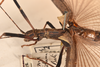 CollectionObject 1561454; 23e893d9-9a73-41bd-bcdb-62c55e4010cc: copyright OUMNH. female: head & thorax, lateral view (syntype). (CollectionObject).;CollectionObject 1561455; d4690fb8-82db-4776-a5e6-00b5fb32a05f: copyright OUMNH. female: head & thorax, lateral view (syntype). (CollectionObject).