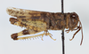 CollectionObject 1527204; 31597884-4c5e-4164-9809-4cf179dc2422: male, lateral view (holotype). (CollectionObject).