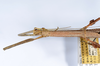 CollectionObject 1563193; 4875c8f2-963e-4785-8f77-5523fdd26fc6, ANSP(SF IMPORT DUPLICATE) 1191: copyright ANSP. female: head & thorax, dorsal view (paratype). (CollectionObject).